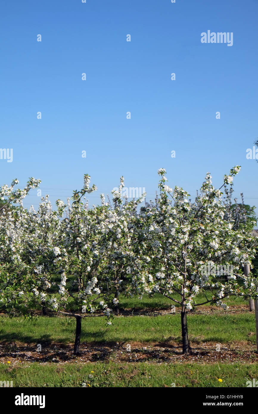 Cider apple trees in Orchards belonging to Thather's traditional