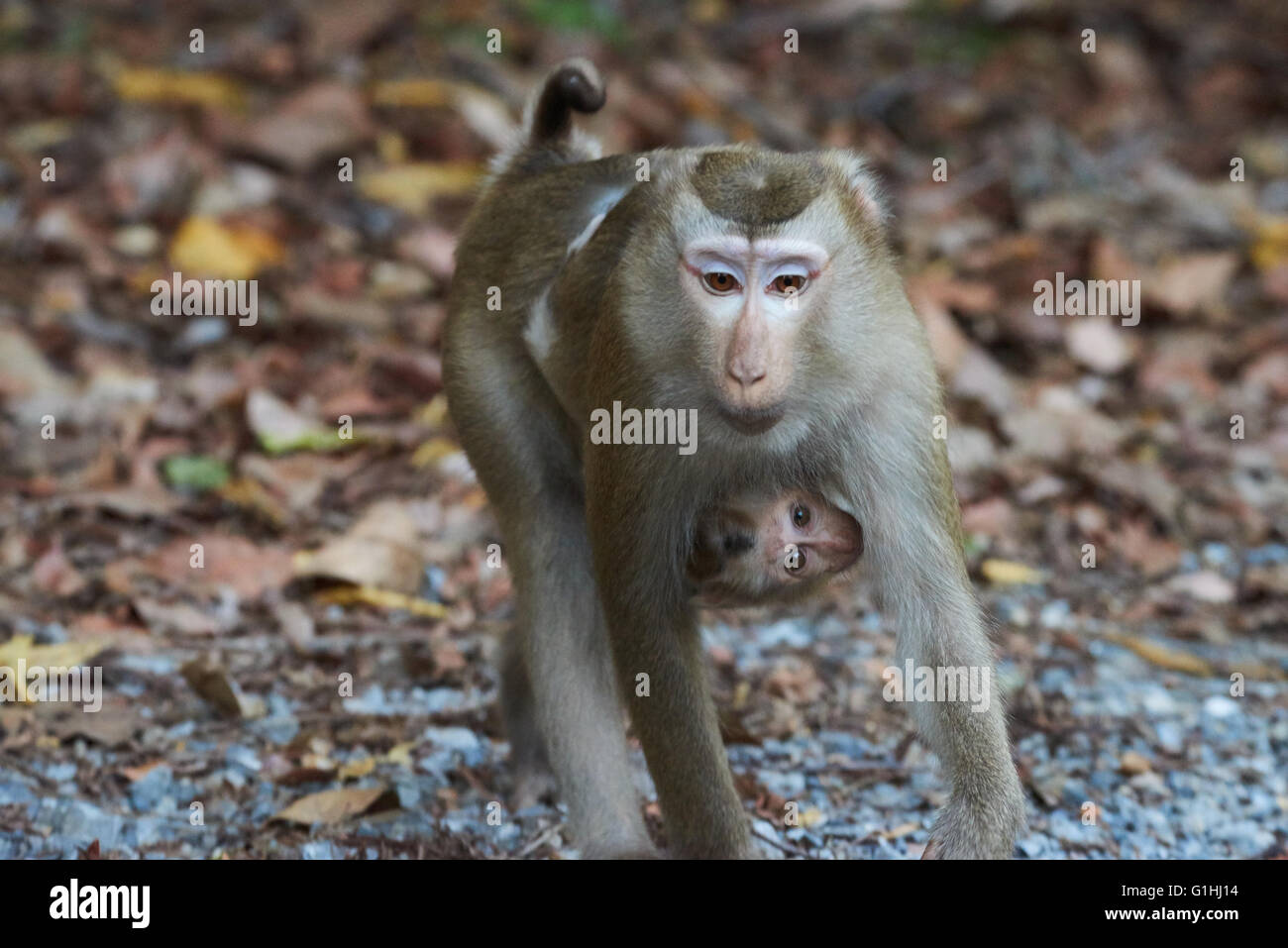 Female pig tailed macaque baby hi-res stock photography and images - Alamy
