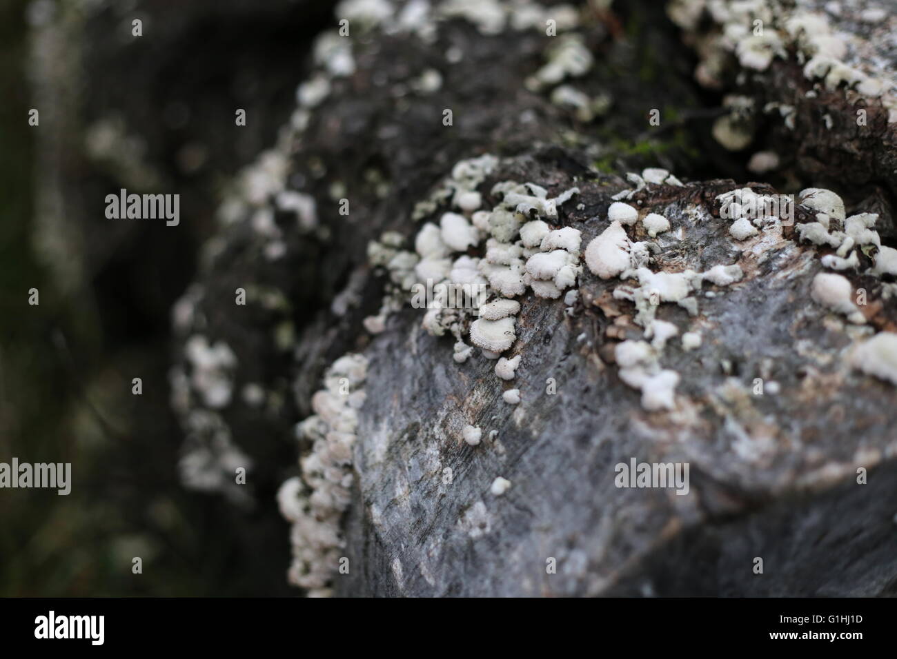 White shelf fungi on a log Stock Photo - Alamy