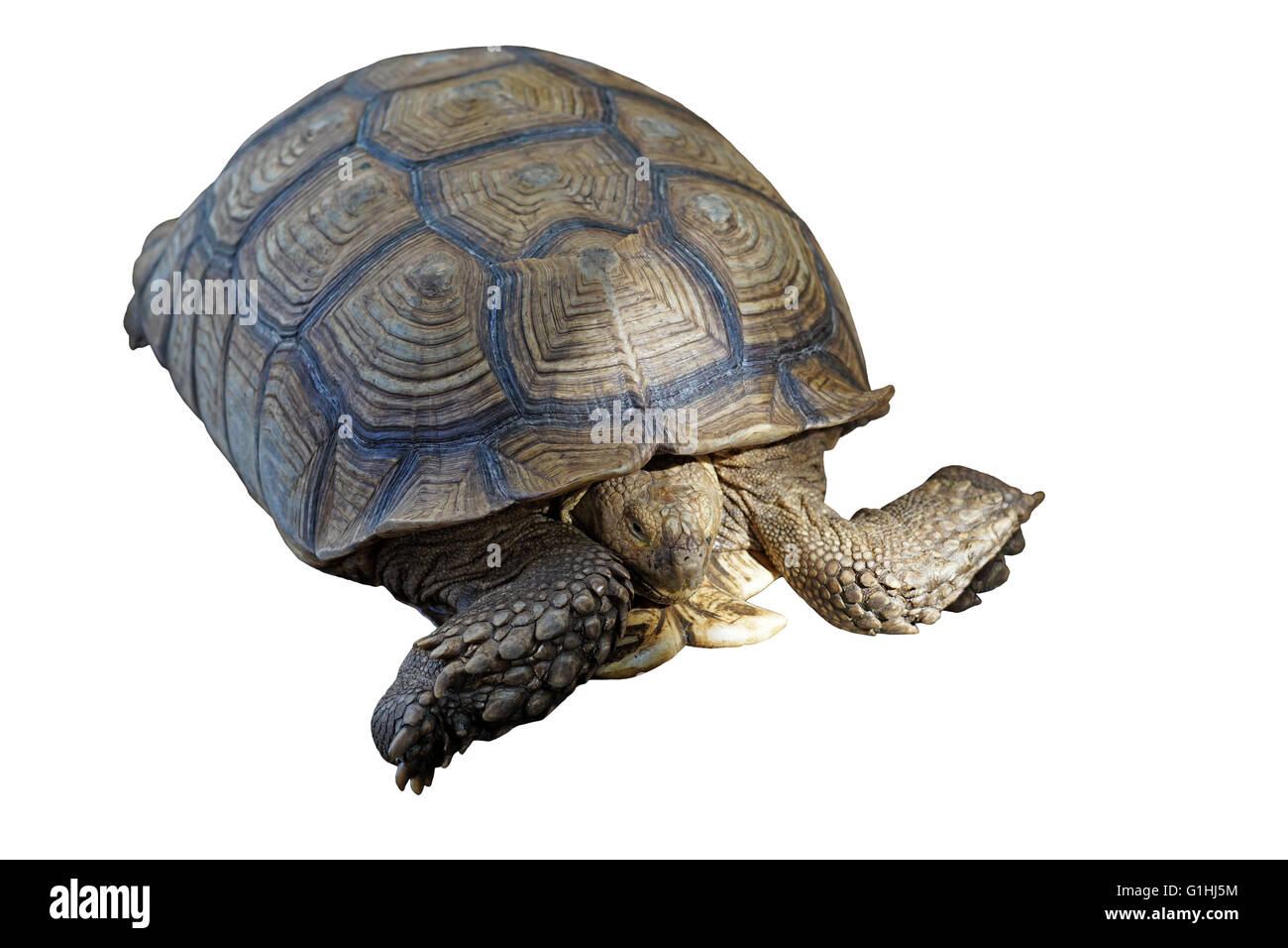 african spurred tortoise or geochelone sulcata isolated on white ...