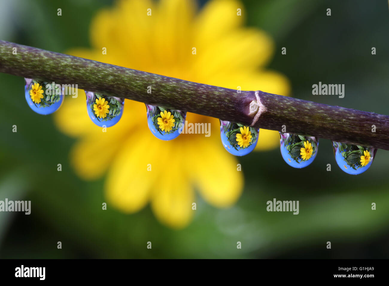 Water drops with Wedelia flower reflection, macro Stock Photo