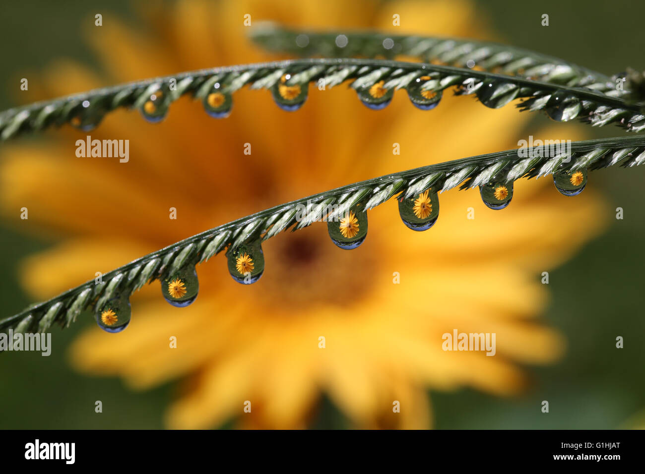 Water drops with Gerbera Daisy flower reflection, macro Stock Photo Alamy