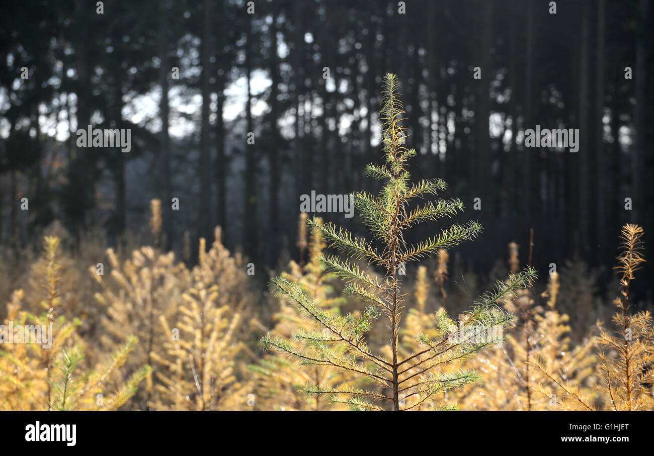 Plantation of spruce trees (Picea) in autumn. Stock Photo