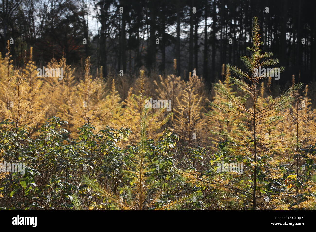 Plantation of spruce trees (Picea) in autumn. Stock Photo