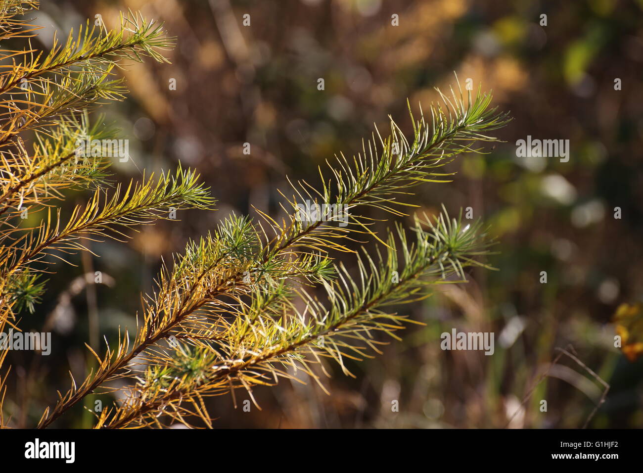 Detail of the twig of a spruce tree in autumn. Stock Photo