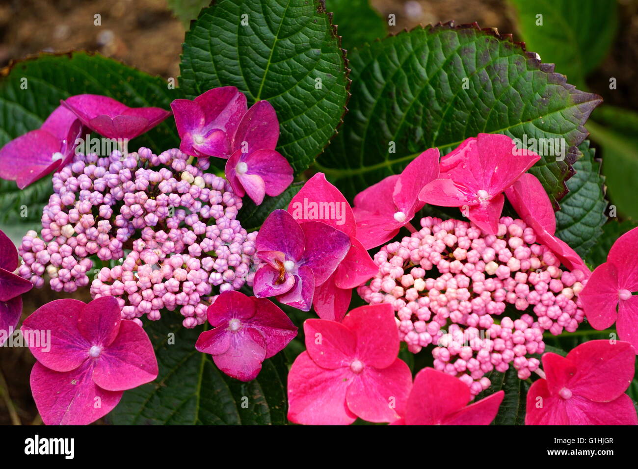 Hydrangea macrophylla normalis hi-res stock photography and images - Alamy