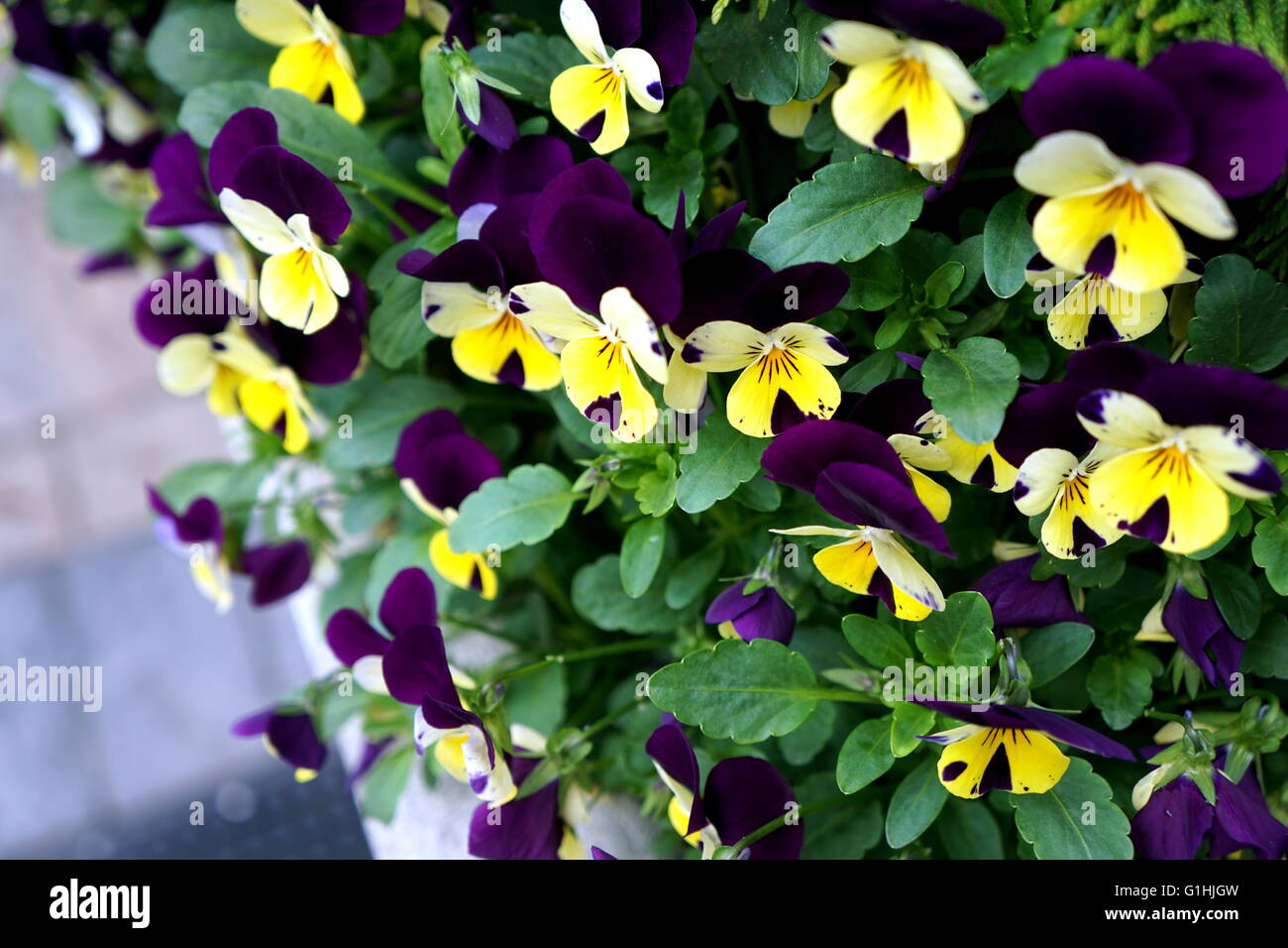 Purple and Yellow Pansies Stock Photo