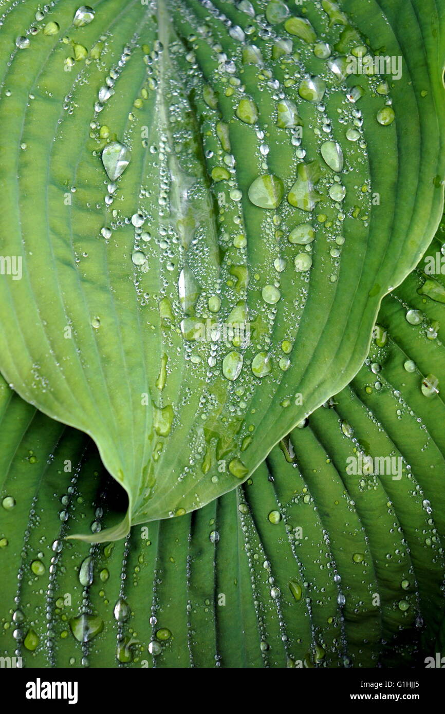 Raindrops on Hosta 'Frances Williams' Stock Photo
