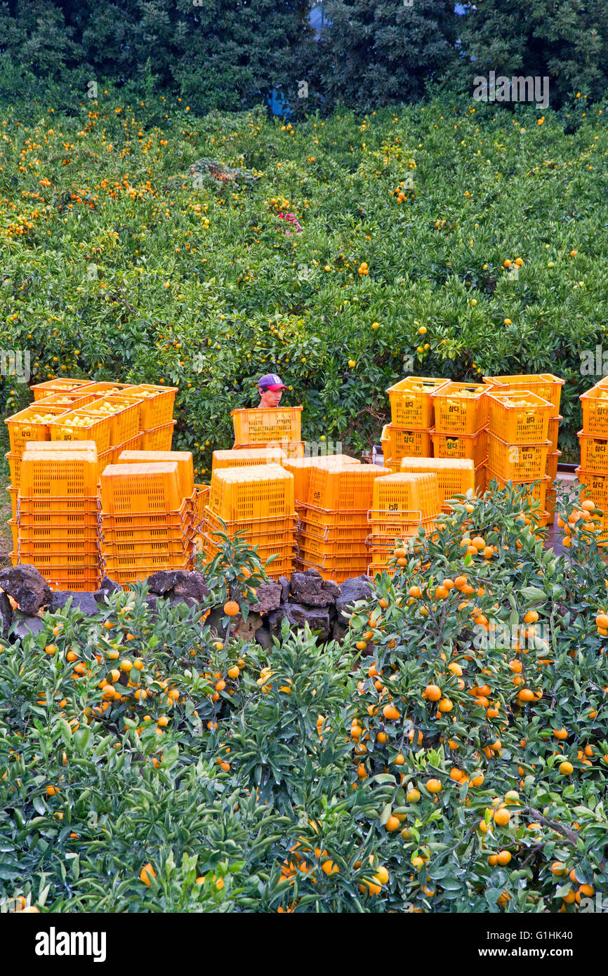 Oranges harvest hires stock photography and images Alamy