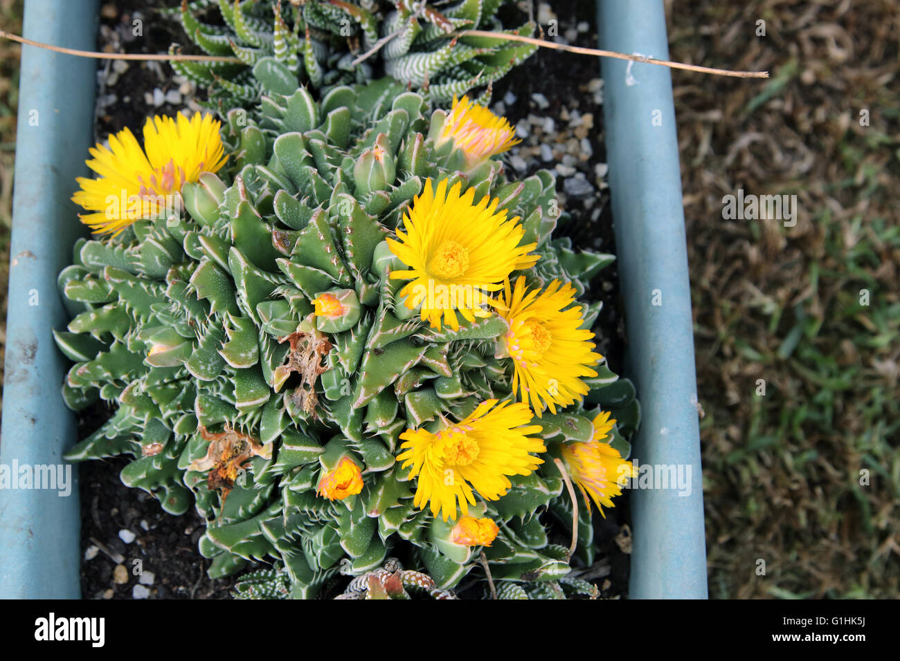 Close up of Tiger jaws succulent plant or known as Faucaria tigrina with yellow flowers Stock Photo