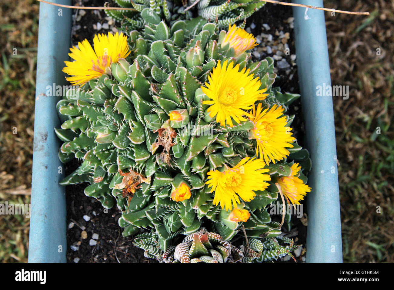 Close up of Tiger jaws succulent plant or known as Faucaria tigrina with yellow flowers Stock Photo
