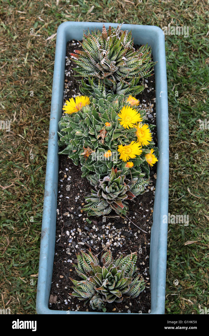 Haworthia and Tiger jaws succulent plant or known as Faucaria tigrina with yellow flowers Stock Photo