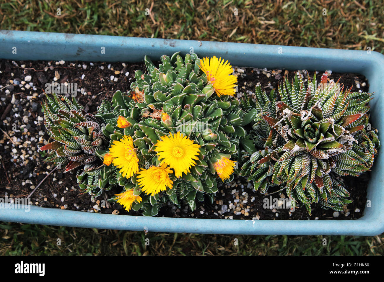 Tiger jaws succulent plant or known as Faucaria tigrina with yellow flowers Stock Photo