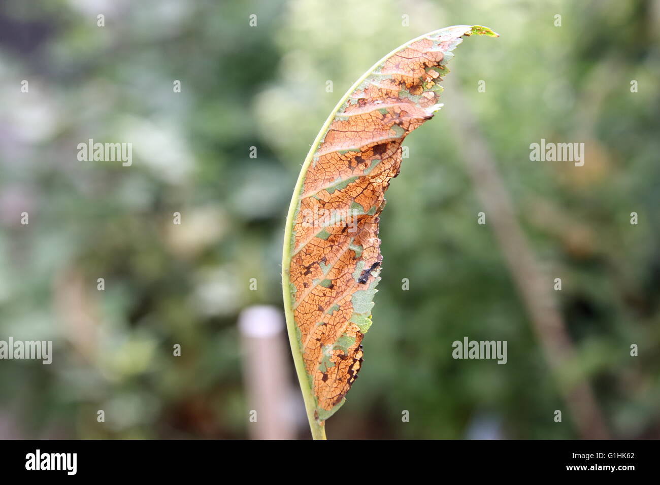 Close up damaged cherry leaf eaten by bugs Stock Photo Alamy