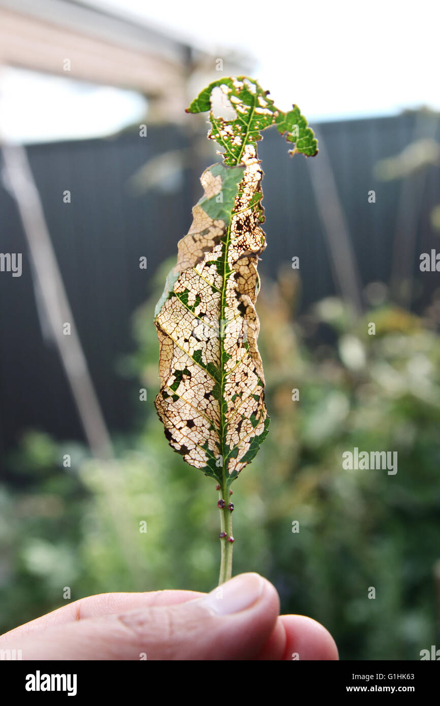 Close up image of Damaged cherry leaf eaten by bugs Stock Photo Alamy