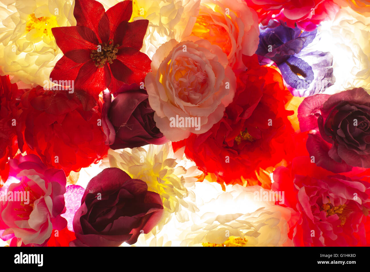 Various roses in various color hi-res stock photography and images - Alamy
