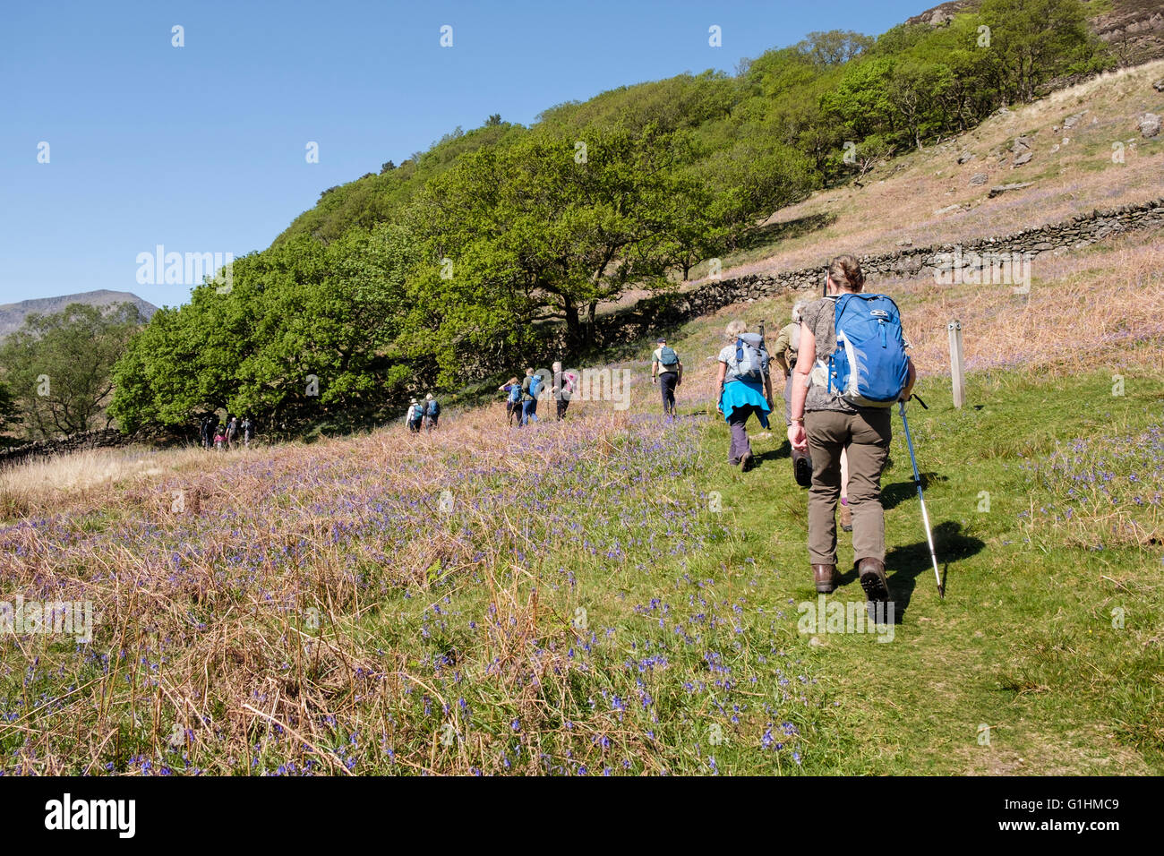 Group of Ramblers rambling club hiking through field of wild flowers Bluebells in Snowdonia National Park in late spring. Craflwyn Beddgelert Wales UK Stock Photo