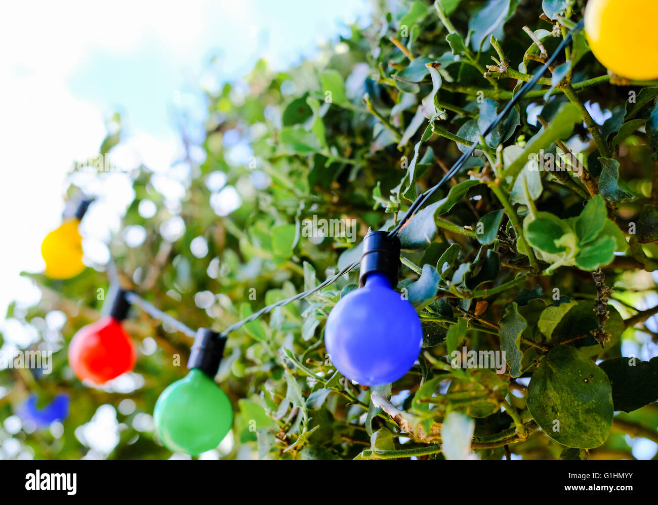 Solar powered party LED lights seen illuminated on a tree as seen in a large garden during a summer party in early evening. Stock Photo