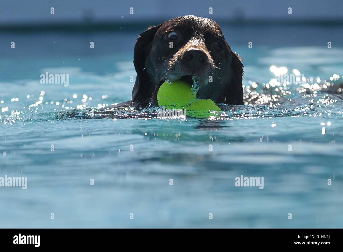 Wet balls hires stock photography and images Alamy