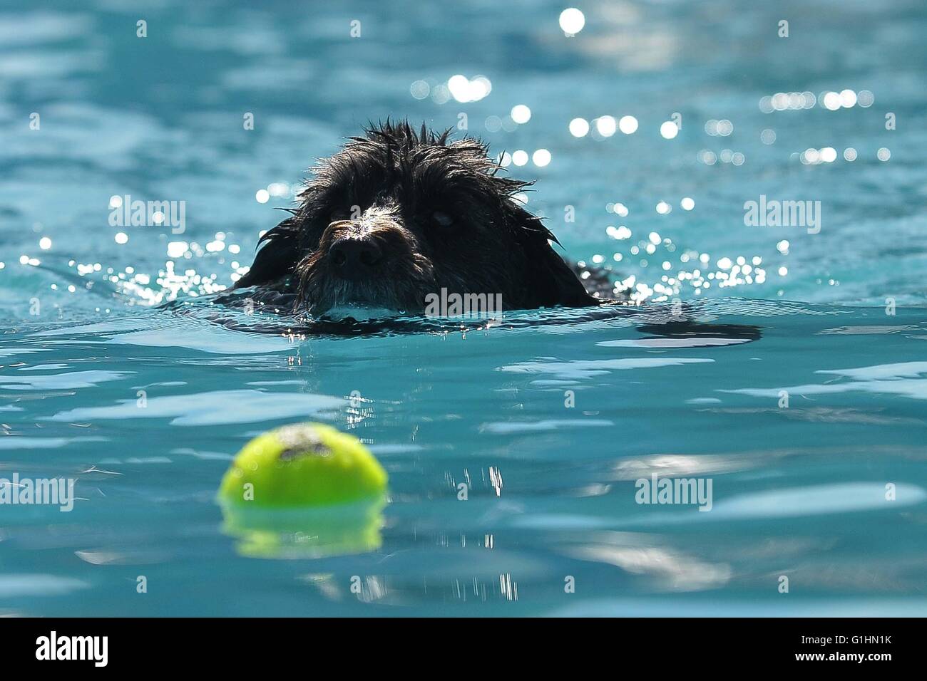 dogs diving for balls Stock Photo