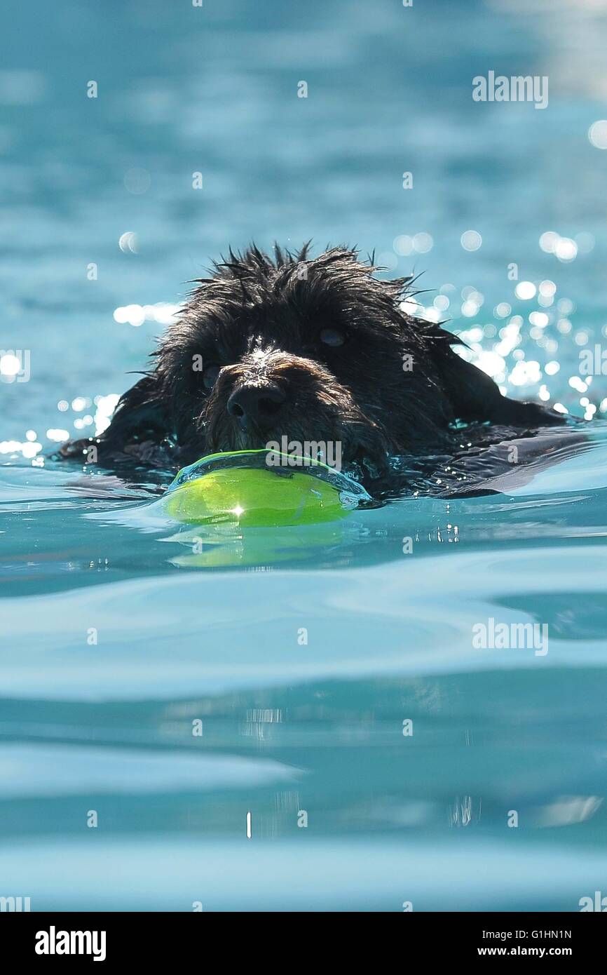 dogs diving for balls Stock Photo