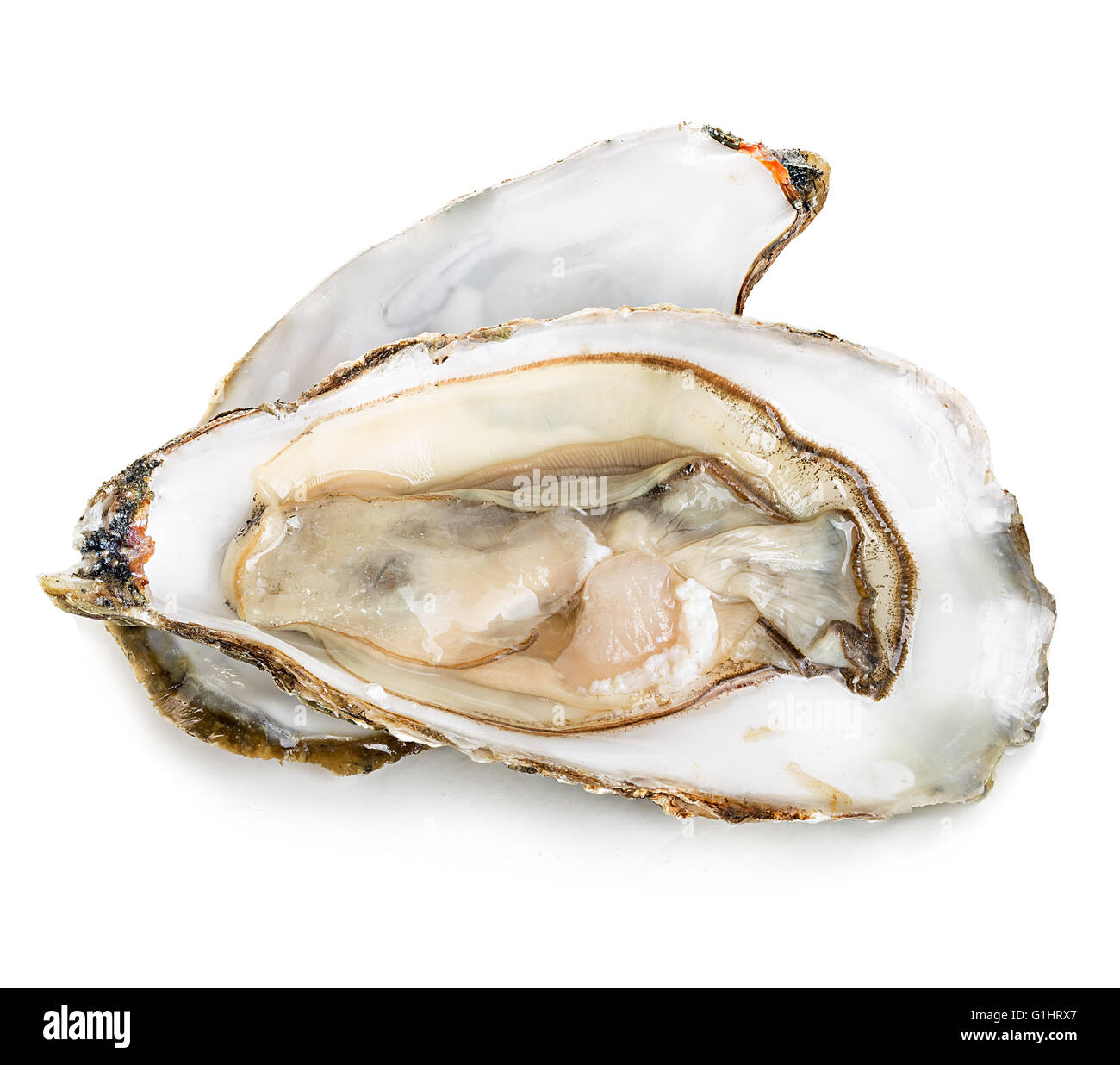 Oysters with pearls isolated on white background Stock Photo