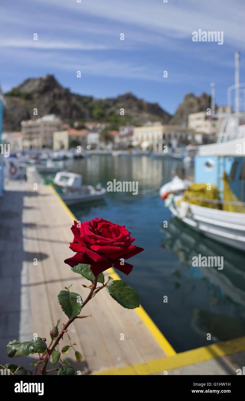 Closeup on a vivid fresh red rose flower against out of focus background of Myrina's city castle and wharf. Limnos island,Greece Stock Photo