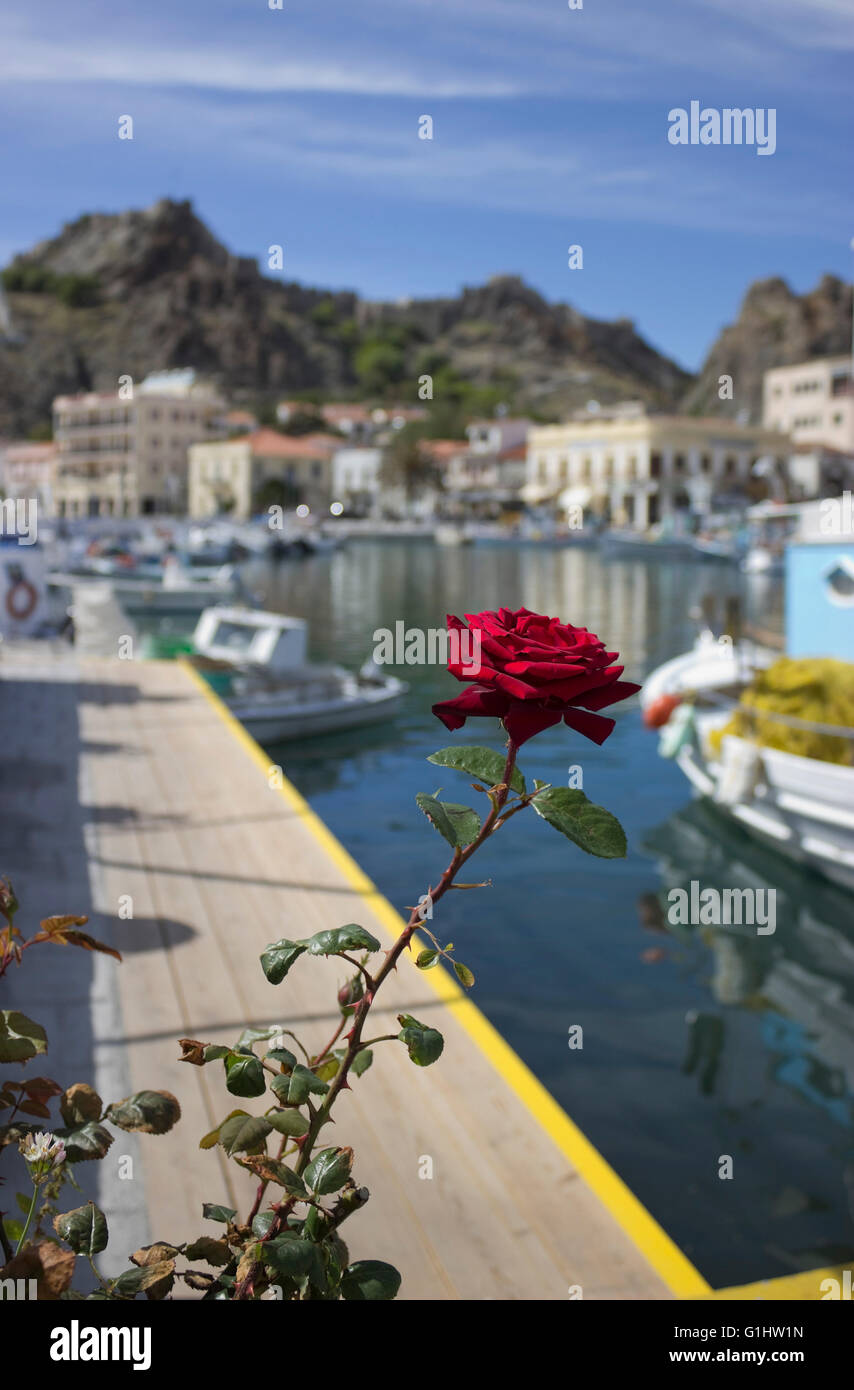 Vivid fresh red rose flower against out of focus background of Myrina's city castle and wharf. Limnos island, Greece Stock Photo