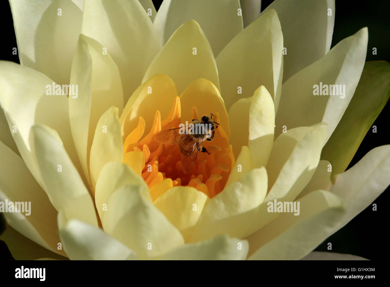 Opening yellow water lily flower with a bee, macro Stock Photo - Alamy