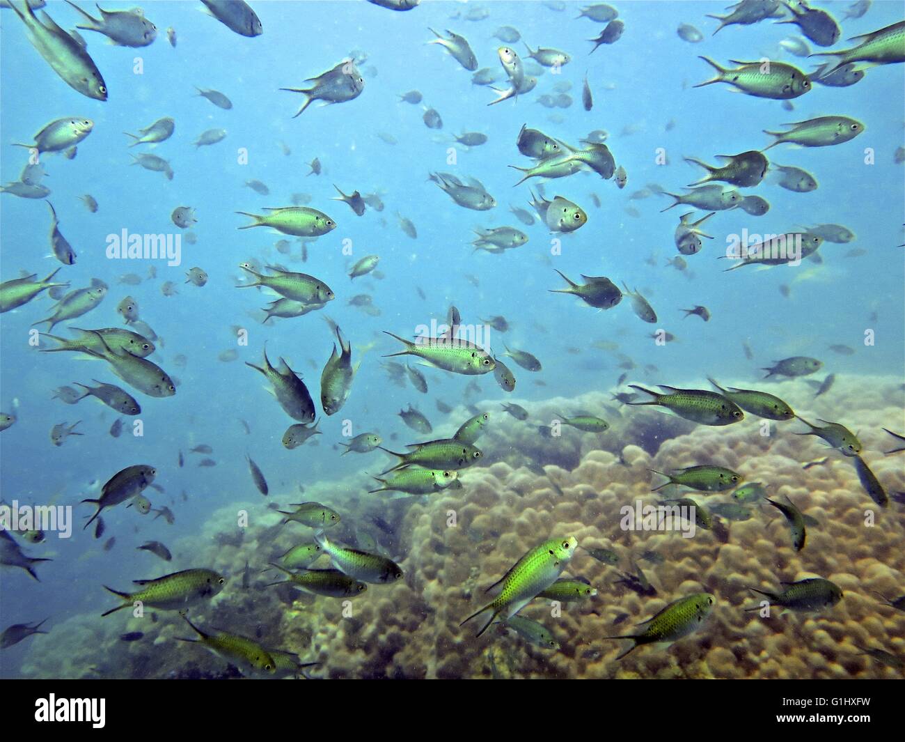 Batu Batu Island Pulau Tengah Malaysia tropical underwater marine life ...