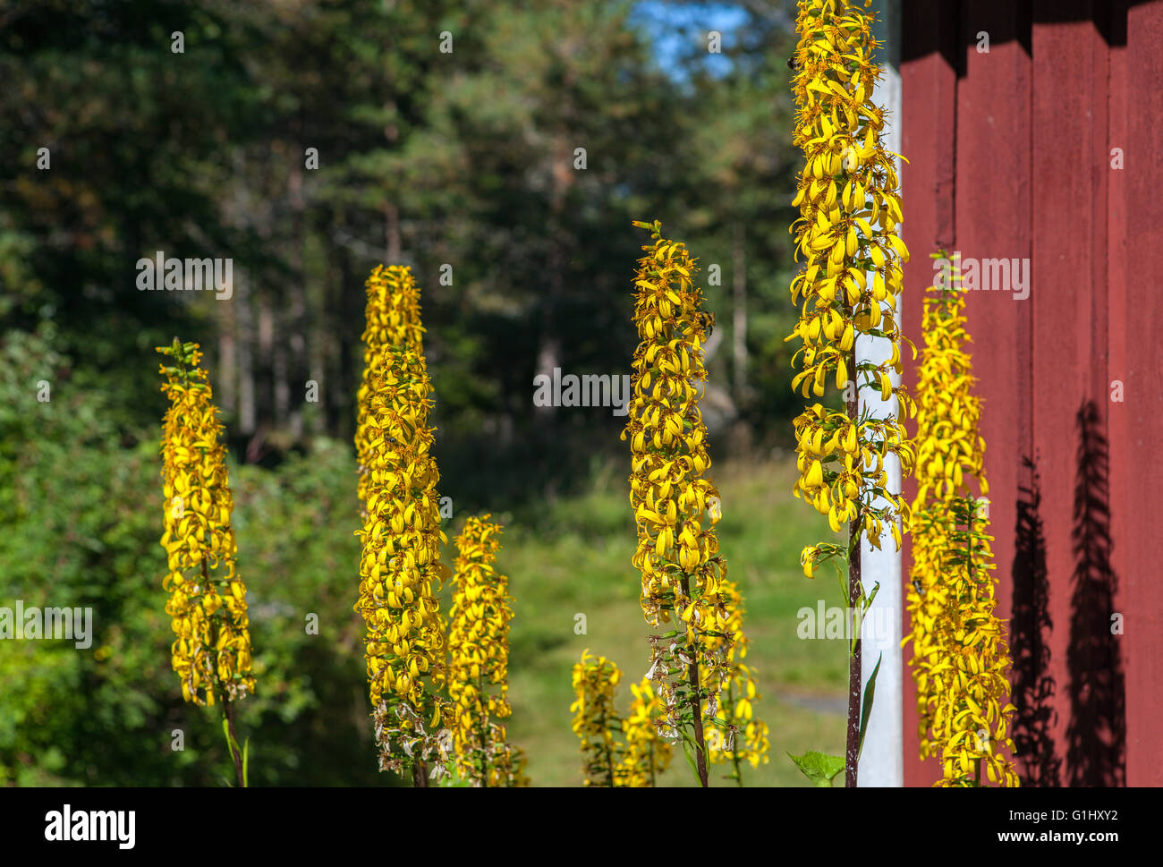 High yellow flower, the Rocket at a red wall. Sunny garden, forest in the background. Ligularia Stenocephala. Stock Photo