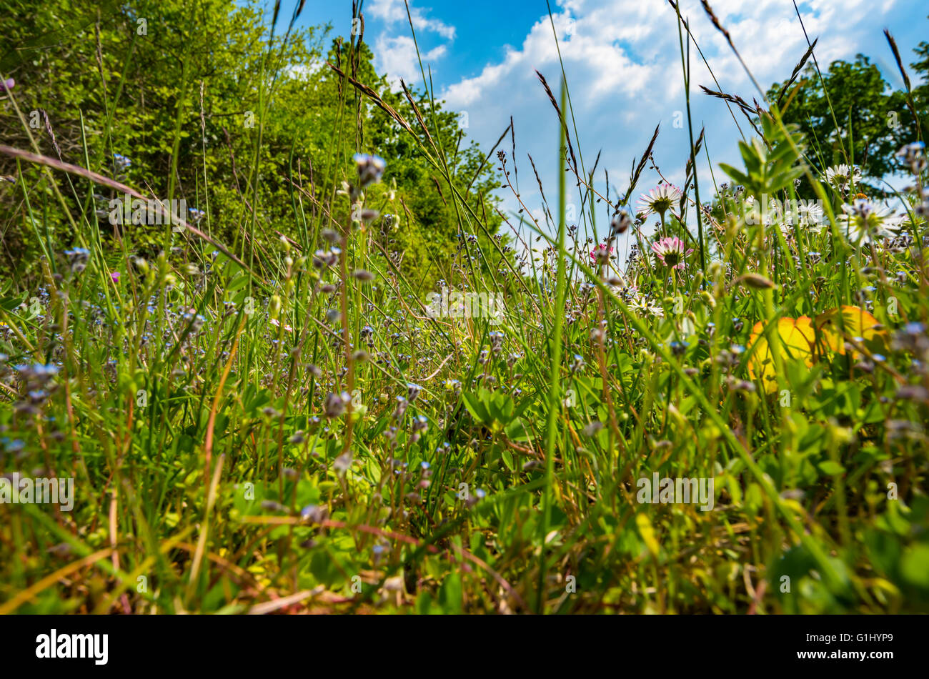 Green meadow under blue sky with clouds Stock Photo - Alamy