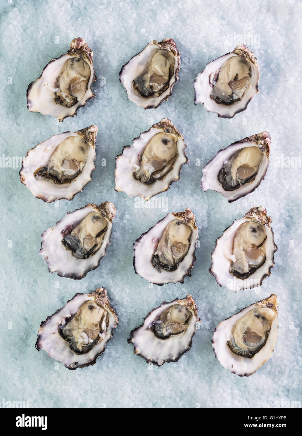 dozen fresh oysters on a sea salt top view Stock Photo