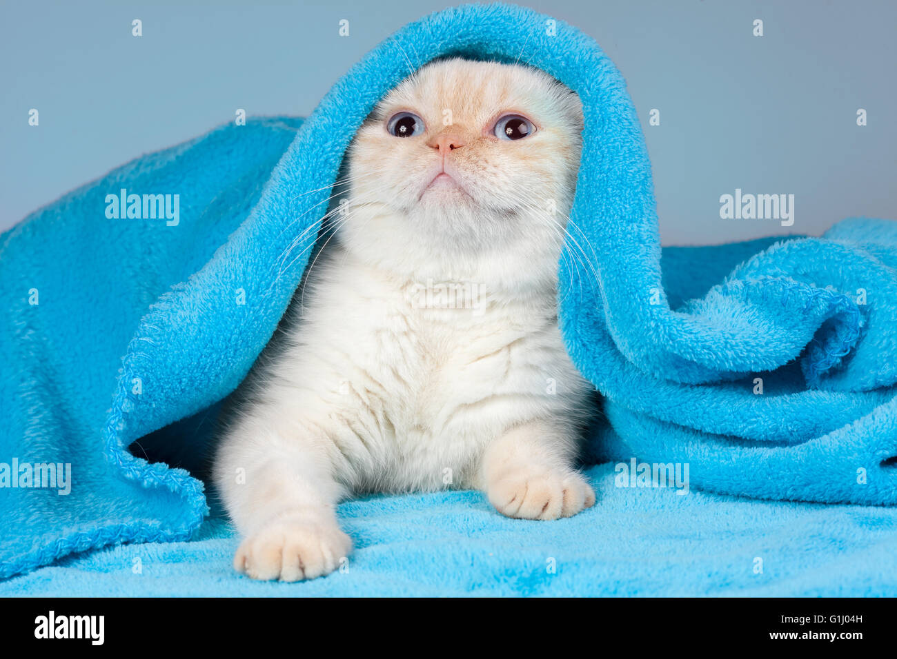 Cat peeking humor hires stock photography and images Alamy