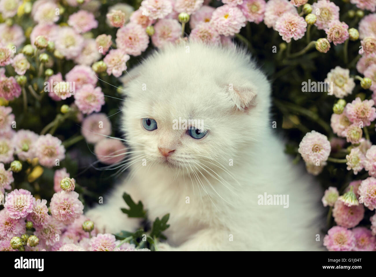 Cute little kitten hiding in flowers on the lawn Stock Photo - Alamy