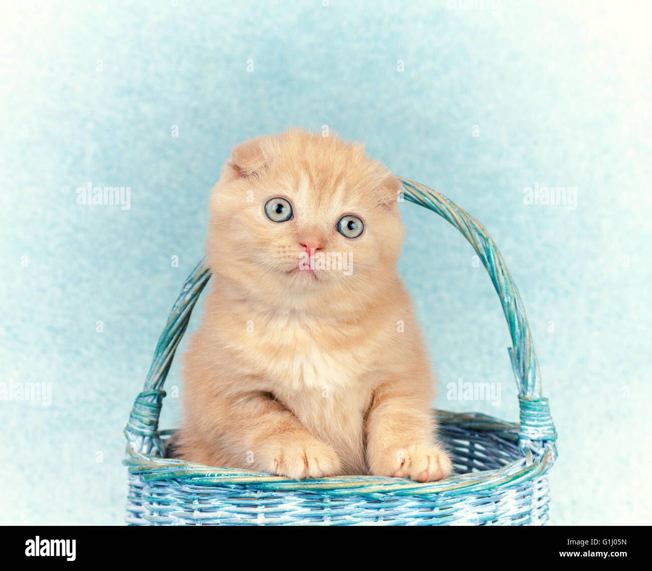 Cute kitten sitting in a basket Stock Photo - Alamy