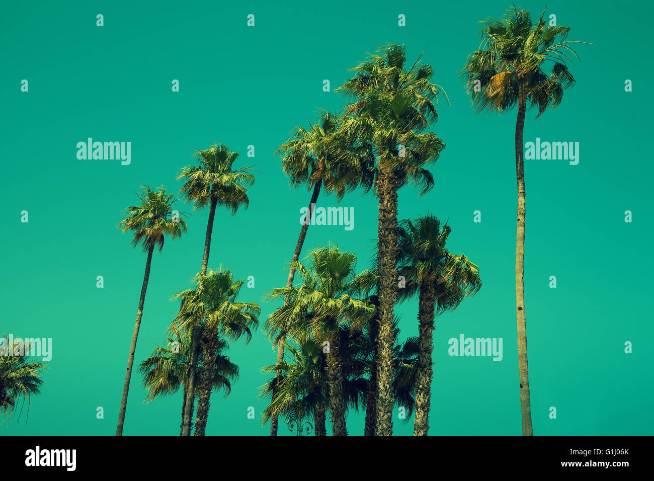 Palm trees green oasis hi-res stock photography and images - Alamy