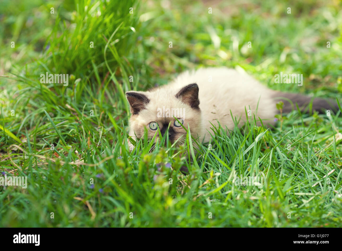 Little siamese kitten lying on the grass Stock Photo - Alamy