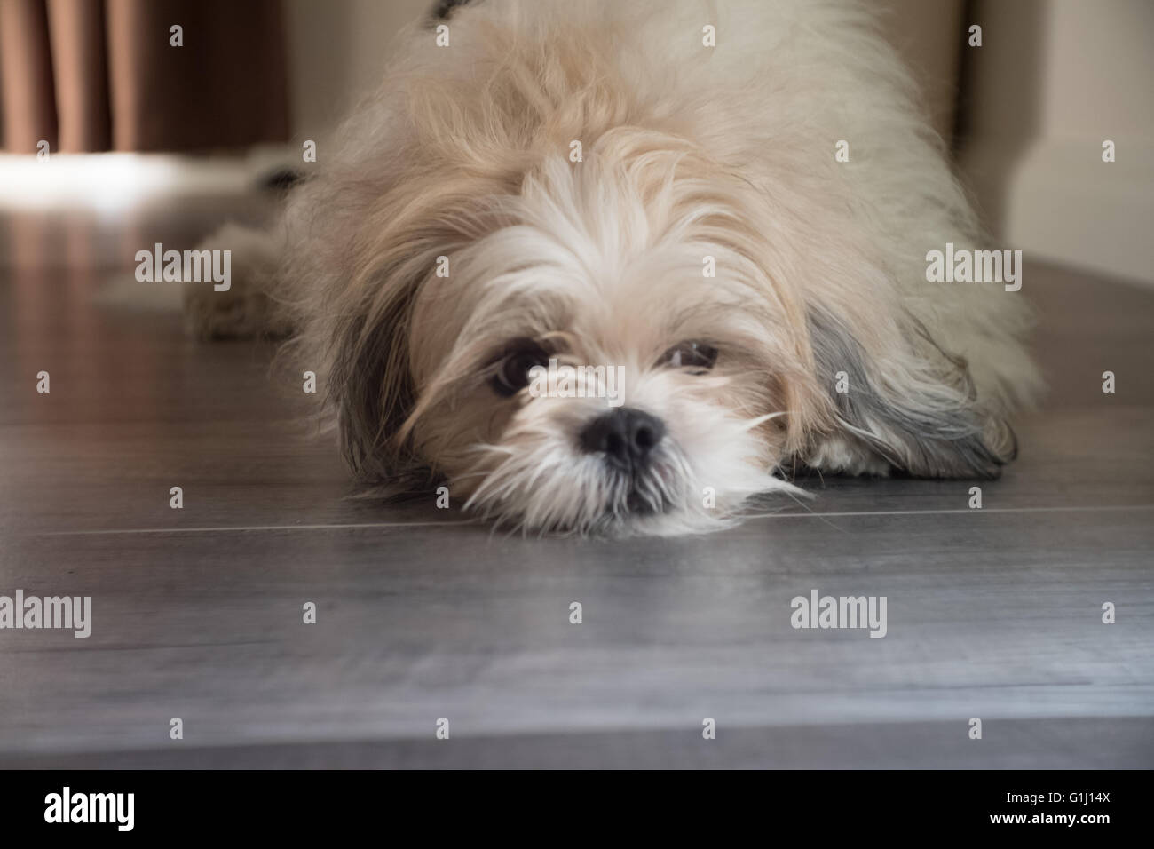 A dog is lying on the ground Stock Photo - Alamy