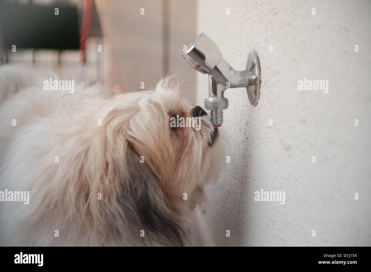 dog water tap