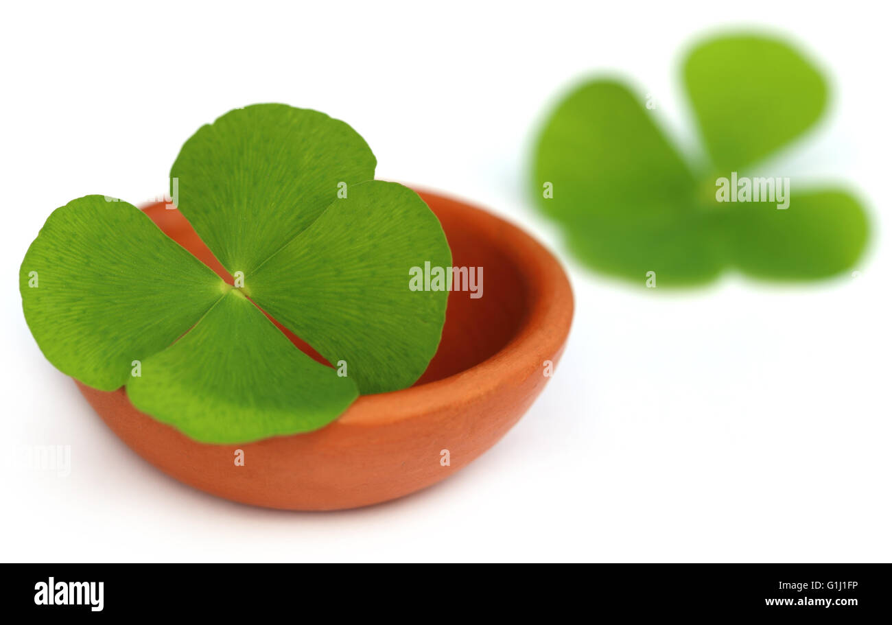 Clover leaf in a clay pottery over white background Stock Photo