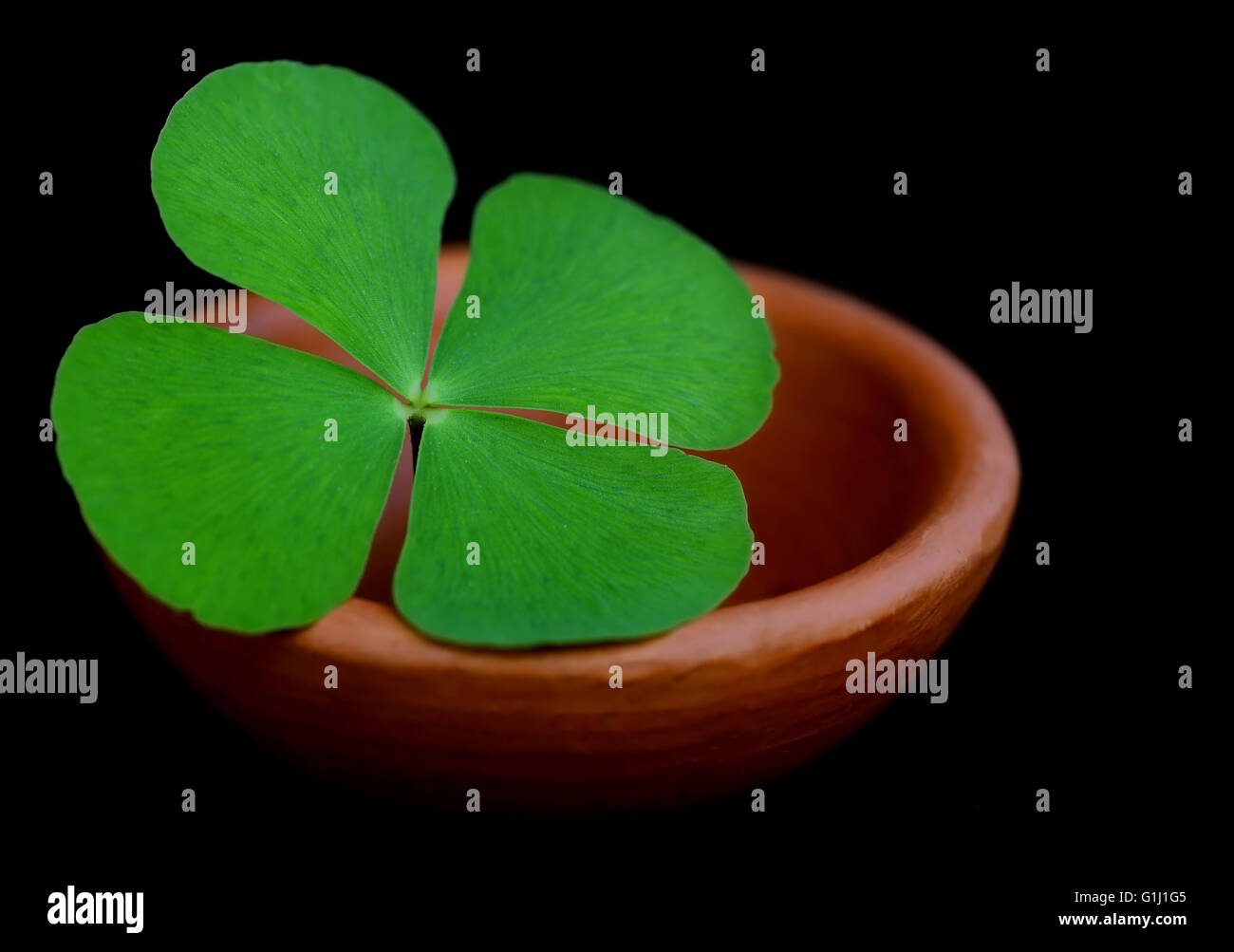 Clover leaf in a clay pottery on dark background Stock Photo