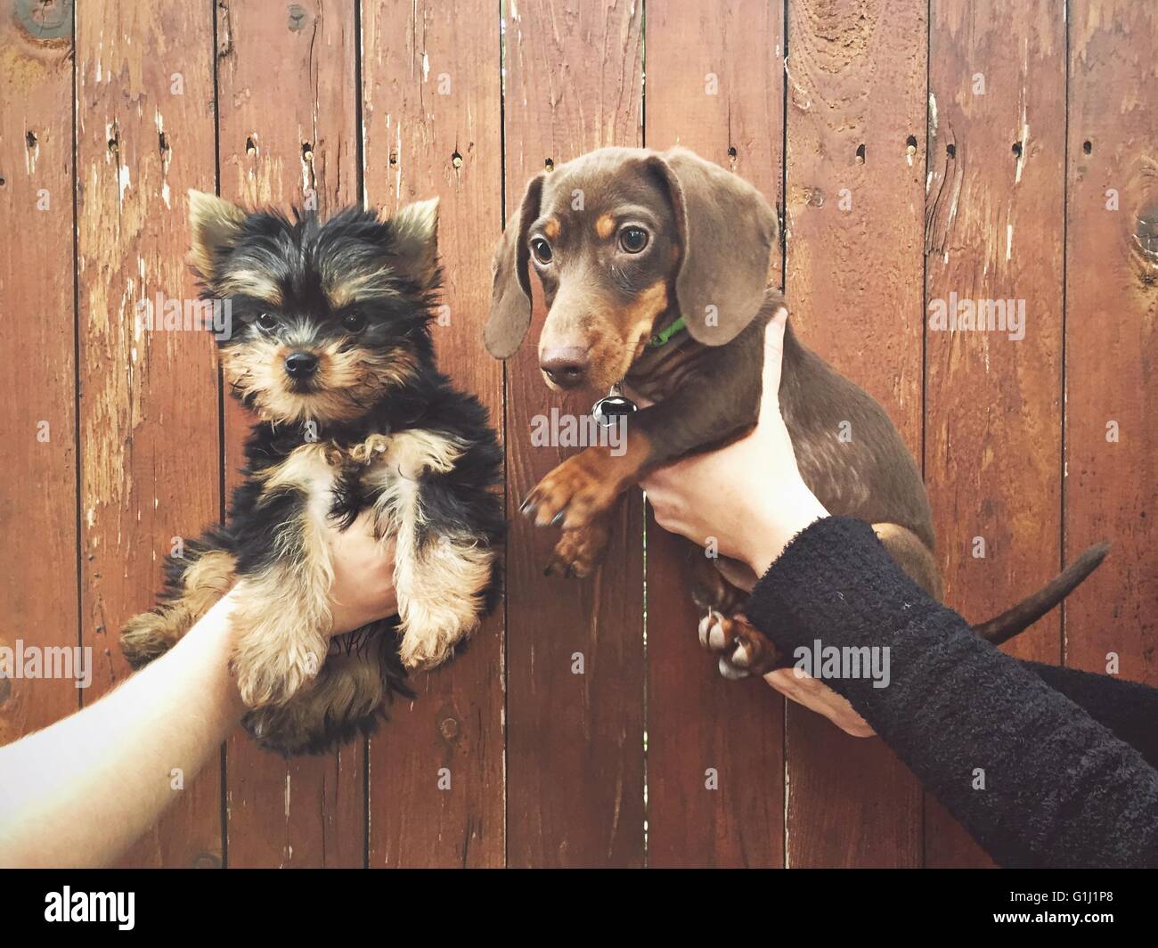 Human hands holding two puppies Stock Photo