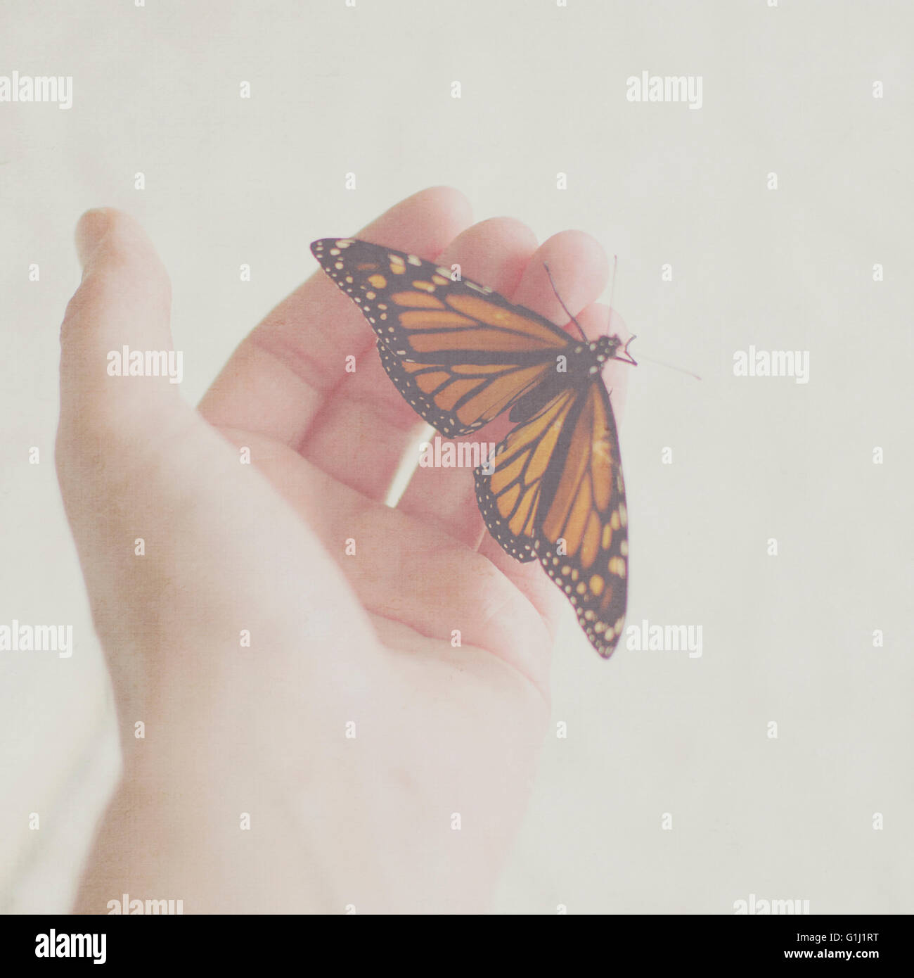 Monarch Butterfly on woman's hand Stock Photo