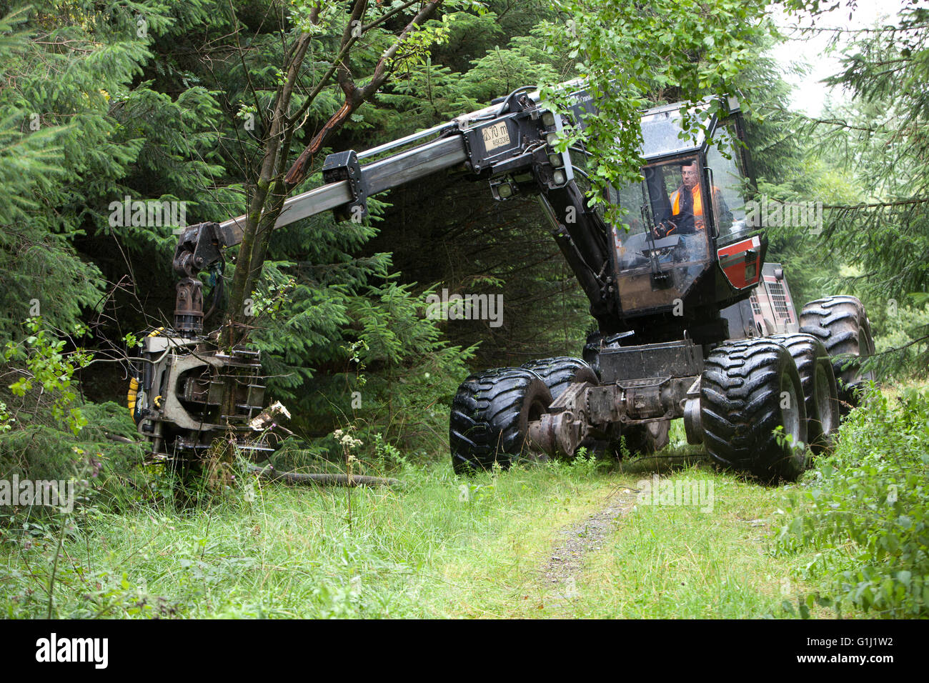 A wheeled base unit equipped with a harvester head operating on Forestry Commission of Wales land cuts small trees to widen a track and provide material for the brash baler. Stock Photo