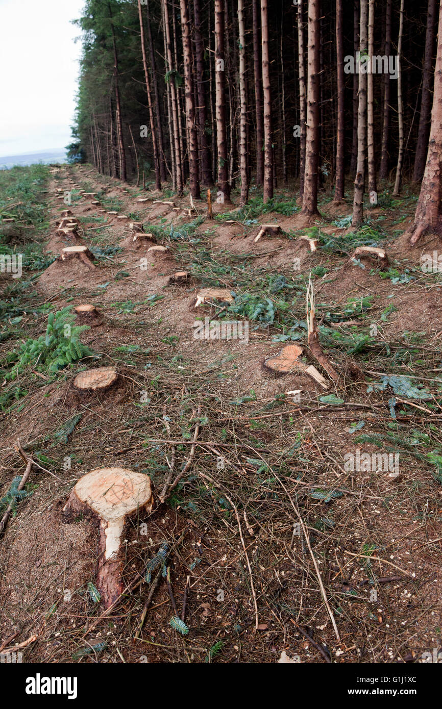 A clearfell site on Forestry Commission Wales with some douglas fir awaiting felling Stock