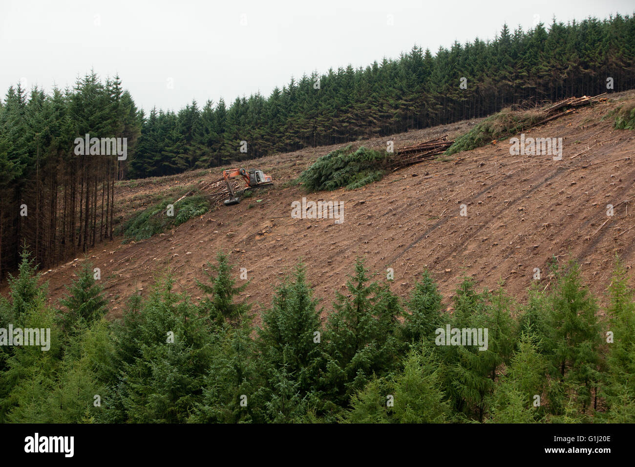 Plantations of douglas fir partly clear-felled on Forestry Commission Wales land near Neath.   Photo by Mike Goldwater   Please also credit Forestry  Commission Wales. Stock Photo