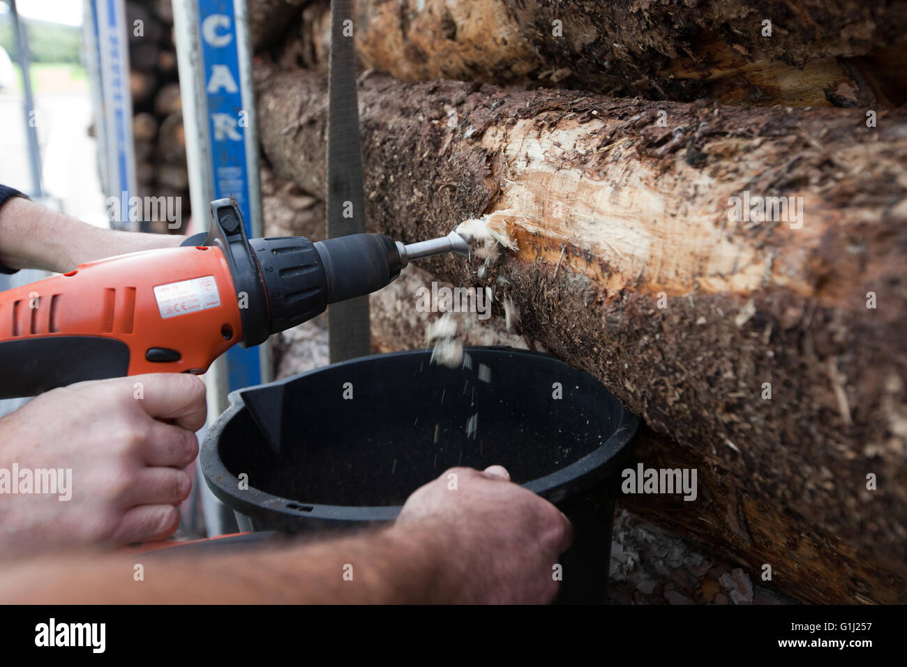 Western Wood Energy Plant at Port Talbot, Wales - taking samples of incoming timber to check hunidity levels. Stock Photo