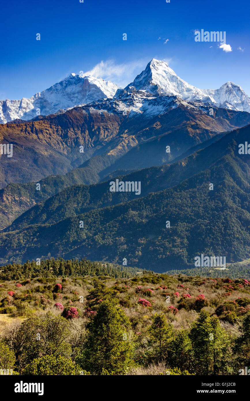 The Annapurna South, rhododendrons in bloom in the foreground, Nepal Stock Photo