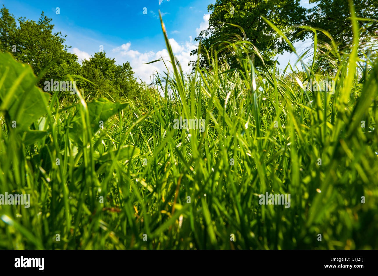 fantastic green meadow under blue sky with clouds Stock Photo - Alamy